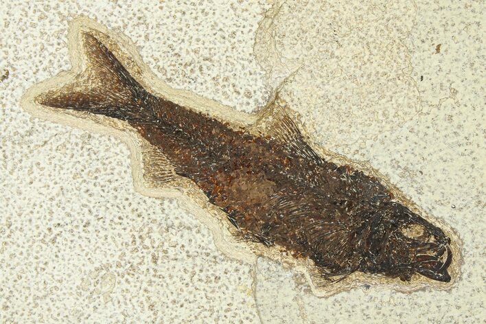 Detailed Fossil Fish (Knightia) - Wyoming #292511